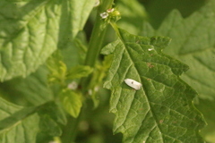 Pseudopostega auritella