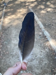 Corvus cornix sharpii