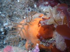 Abietinaria