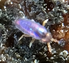 Lepidocyrtus cyaneus
