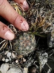 Coryphantha delicata