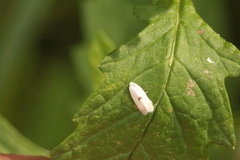 Pseudopostega auritella