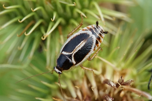 Representative image of Ectobiidae