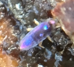 Lepidocyrtus cyaneus