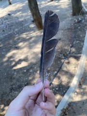 Garrulus glandarius graecus