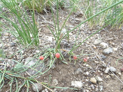 Ephedra sinica