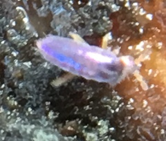 Lepidocyrtus cyaneus