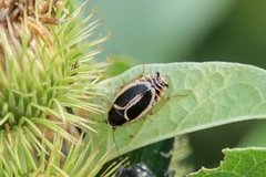 Phyllodromica marginata
