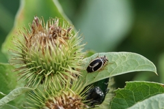 Phyllodromica marginata