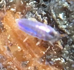 Lepidocyrtus cyaneus