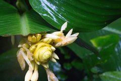 Goeppertia marantifolia