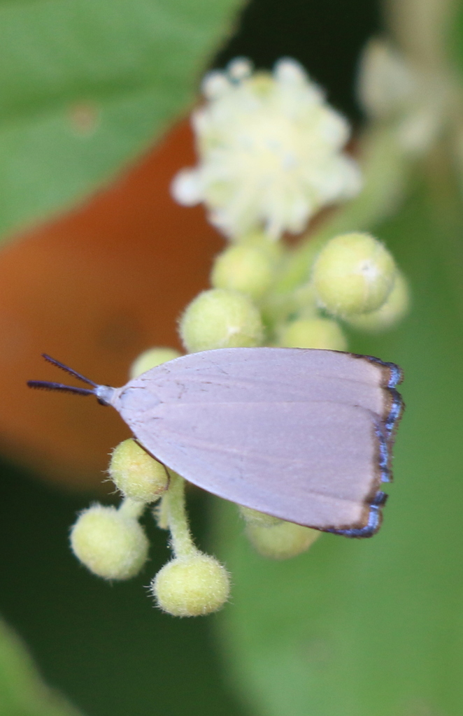 Heteropan