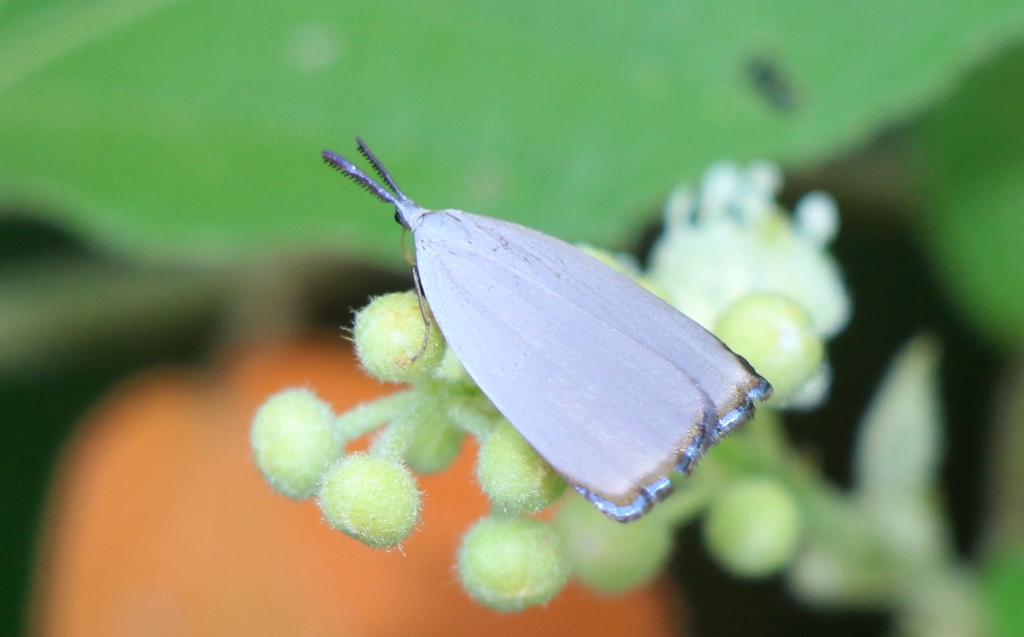 Heteropan scintillans