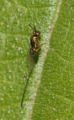 Apocrypta guineensis