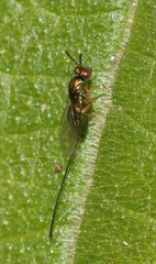 Apocrypta guineensis