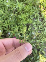 Polypremum procumbens