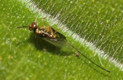 Apocrypta guineensis