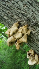 Pleurotus citrinopileatus