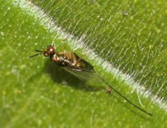 Apocrypta guineensis