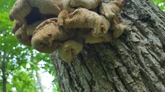 Pleurotus citrinopileatus