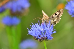 Heliothis viriplaca