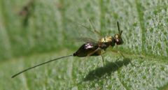 Apocrypta guineensis