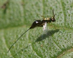 Apocrypta guineensis