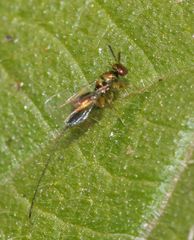 Apocrypta guineensis