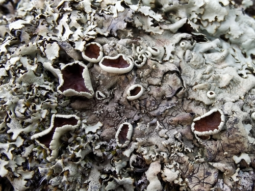 Shingled Rock Shield