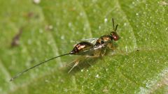 Apocrypta guineensis