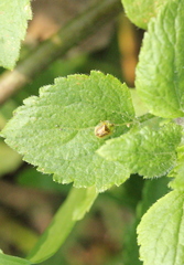 Cassida obtusata