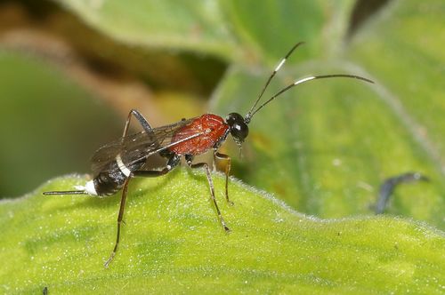 Goryphus tricolor