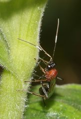 Goryphus tricolor