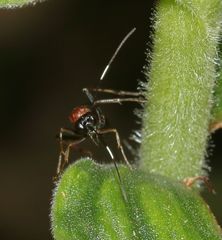 Goryphus tricolor
