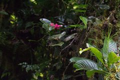 Cavendishia complectens