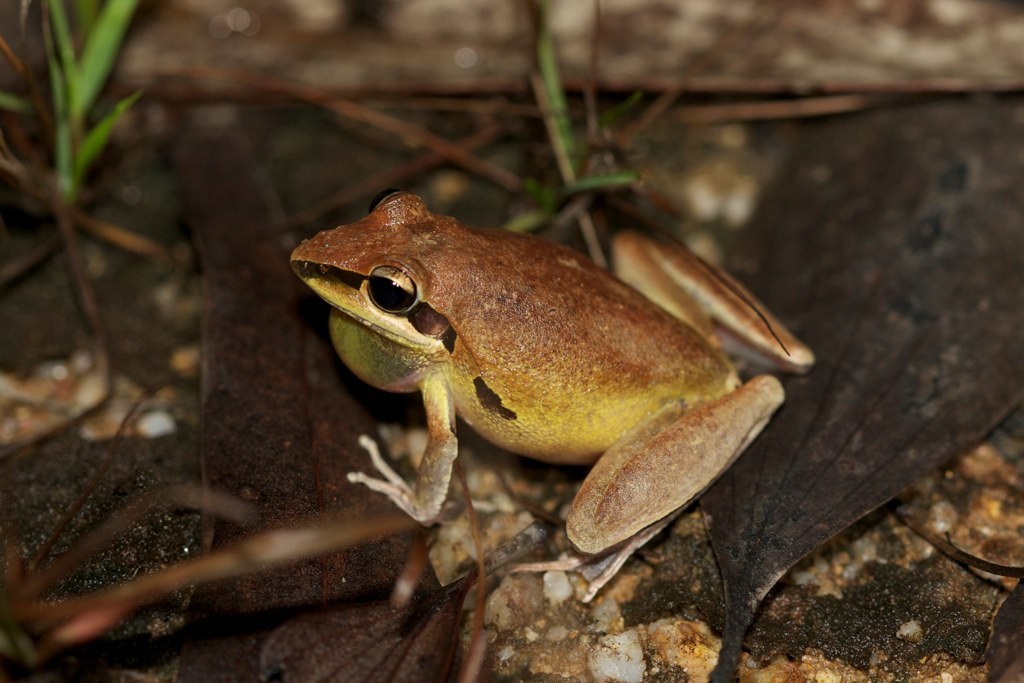 Bridle Frog