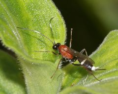 Goryphus tricolor