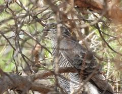Accipiter nisus
