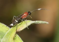 Goryphus tricolor