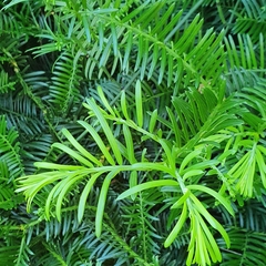 Cephalotaxus
