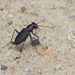 Black Sky Tiger Beetle - Photo (c) David Alan Rogers, some rights reserved (CC BY-NC), uploaded by David Alan Rogers