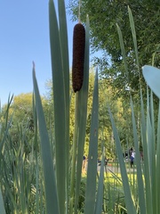 Typha latifolia