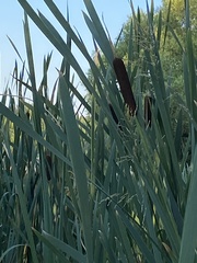 Typha latifolia