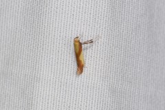 Caloptilia superbifrontella