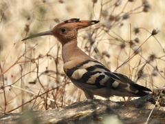 Upupa epops