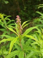 Chamaenerion angustifolium