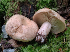 Lactarius pallidus