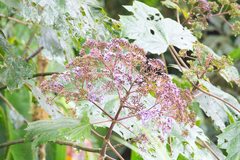 Neomirandea angularis