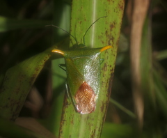 Acanthosoma laevicorne
