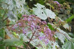 Neomirandea angularis